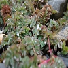 Plants: image 33 Of 208 Thumb